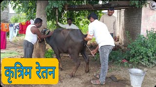 LLS bhagawan Sawant first time artificial insemination in buffalo  Phosphorus deficiency in animal [upl. by Ulyram36]