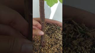 The Growth Journey of Fig Trees The Joy of Planting  Episode 314 [upl. by Tterag]