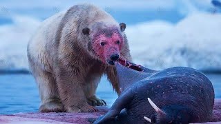 POLAR BEAR ─ Deadliest Beast of the Arctic [upl. by Farrel161]