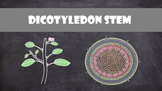 Dicot Stem Structure and Function  Plant Biology [upl. by Miner944]