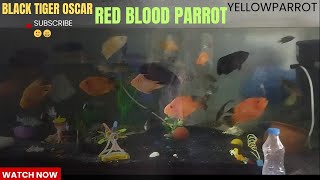 BLACK TIGER OSCARRED BLOOD PARROTYELLOW PARROT FISH IN AQUARIUM TANK [upl. by Ayotac737]