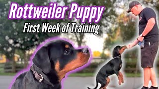 Best Rottweiler Puppy Training  1st Week of Training [upl. by Ines359]