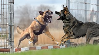 Malinois VS German Shepherd [upl. by Analaf]