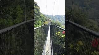 Walking the Highest Canopy in the Nyungwe Forest Fearlessly [upl. by Aihcrop]