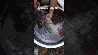 Tilapia Fish from Pond [upl. by Llatsyrc440]