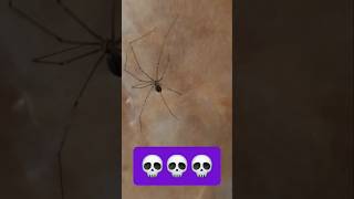 💀💀 DYING 💀💀 SPIDERS 🤮🤮 arachnophobia spider scary dying [upl. by Nae90]