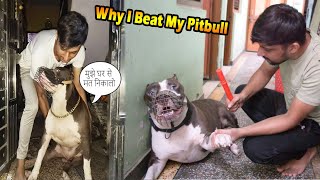 Pitbull Dog ko Peet kar Ghar se bahar nikal do 😮  Mafia The Pitbull [upl. by Vladimar]