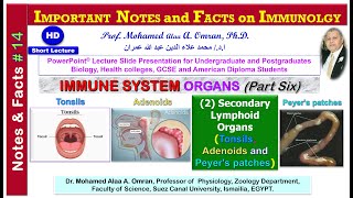 IMPORTANT NOTES and FACTS on IMMUNOLGY  Immune System Organs Part six [upl. by Rossi]