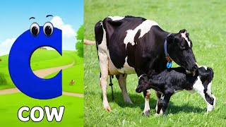 Animals ABC Song  Animals Alphabet Song  Alphabet Letters  Phonics for Kids [upl. by Odraboel874]