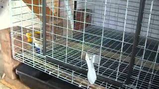 Video 3  Rabbit Cage Assembly [upl. by Manaker]