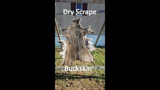 Dry Scrape Deer Hide Part 3 [upl. by Eulaliah299]