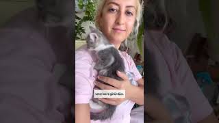 Bebek kedinin talihsizliği 😿 cat kedi catlovers catlover 🎥serenozlerrr [upl. by Byrle]