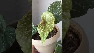 Begonia buyutemiyorum plants garden greennaturehousplants begonia [upl. by Airdnua]