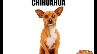 Beverlly Hills Chihuahua Theme Song ¡Im a Chihuahua [upl. by Wyn]