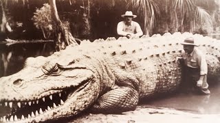 Les 20 plus grands crocodiles du monde [upl. by Crowns]