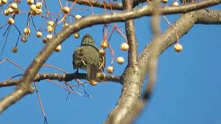 センダンの実とヒヨドリの鳴き声栴檀Melia azedarachchinaberry＆Browneared Bulbul [upl. by Tecu]