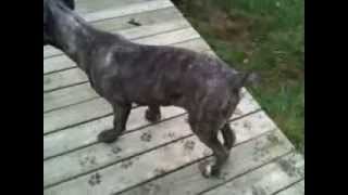 Hip Dysplasia in Cane Corso Mastiff [upl. by Noryv]