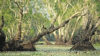 Tour Australia Kakadu National Park [upl. by Aniahs]