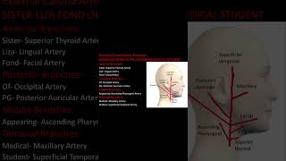 External Carotid Artery Branches Mnemonics [upl. by Nakeber]