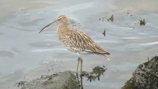 Eurasian Curlew Numenius arquata Wulp Landtong Rozenburg ZH the Netherlands 19 Oct 2024 13 [upl. by Januarius810]