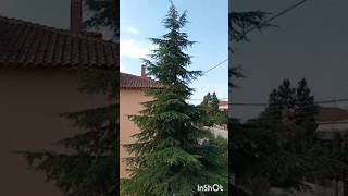 Cedrus Tree Libani Κέδρος shorts nature tree cadrustree plants δεντρα libanitree garden [upl. by Niveg]