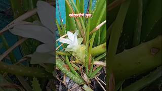 माझ्या माहेरी कोरफडीचे फुल लागले मी पहिल्यांदाच पाहिले आहे shortvideos viralvideos [upl. by Edahsalof754]