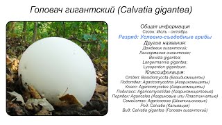 Головач гигантский Calvatia gigantea [upl. by Lyrak]