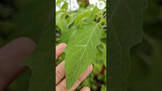 Cape gooseberry Sodakku Thakkali my experience terracegardeng maadithottam gardening mygarden [upl. by Yamauchi]