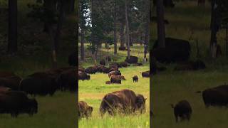 Bison Sounds in green fields of summer [upl. by Crist]