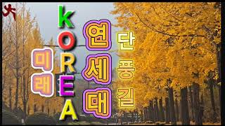 KOREA한국의 가을 단풍 원주 연세대 미래 캠퍼스 은행나무 낭만단풍길 가을속으로 [upl. by Hickie]