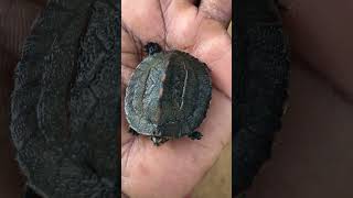 stone turtlefreshwater turtle fishing trending fish love [upl. by Hcurab]