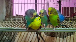 Budgies Sounds  part 8 for Lonely Budgies [upl. by Sices754]