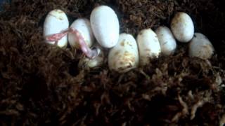 Corn Snake Hatching Time Lapse [upl. by Llehsim265]