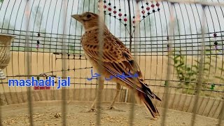 mashadi jal lark مشهدی جل طرقـه [upl. by Animehliw79]