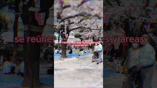 🌸HANAMI japón curiosidadesdejapon culturajaponesa hanami sakura hanamijapon [upl. by Sicard]