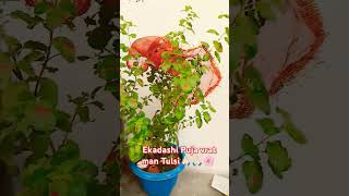 Man Tulsi ekadashi vrat🙏🏻🙏🏻🙏🏻🙏🏻🙏🏻 motivation youtubeshorts [upl. by Ydneh]