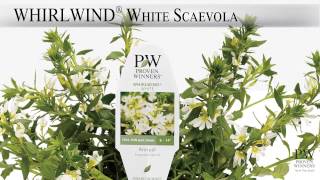 Proven Winners® Gardener Channel Proven Winners® Whirlwind® White Scaevola [upl. by Scheer]