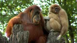 Orangutan Loves Gibbon Baby  Cincinnati Zoo [upl. by Gilud]