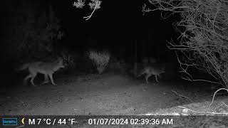 Pack of Coyotes in Mesa AZ  Mark Storto Nature Clips [upl. by Brandon610]