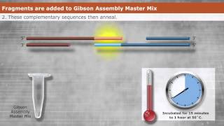 Introduction to Gibson Assembly [upl. by Koosis]