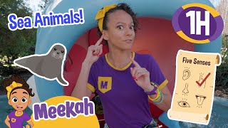 Meekahs Great Giant Sea Animal Adventure  1 HOUR OF MEEKAH  Educational Videos for Kids [upl. by Yoshi]