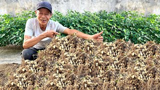 Minimal Soil Maximum Harvest Super Easy Peanut Growing with Just a Foam Box [upl. by Ewnihc883]