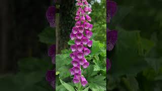 5 segredos sobre a Digitalis purpurea dedaleira [upl. by Allana]