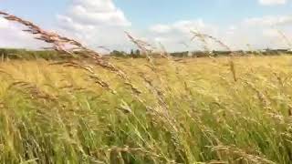 Wiese auf Tempelhofer Feld Freiheit in BerlinNeukölln ExFlughafen [upl. by Joletta994]