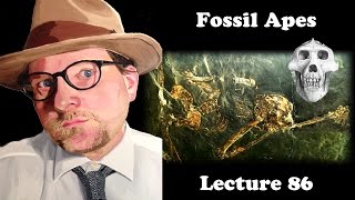 Lecture 86 Fossil Apes [upl. by Luhey]