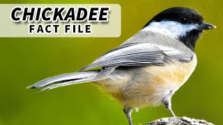 Chickadee Facts a BIRD that SINGS its NAME  Animal Fact Files [upl. by Llenyar321]