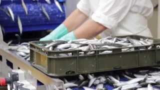 SIC Prerada i trgovina ribom Fish Processing [upl. by Davine]