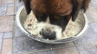 Saint Bernard showing food aggression [upl. by Brace]