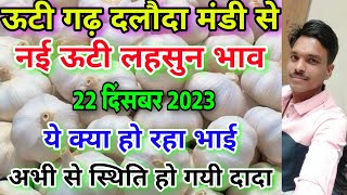 दलौदा मंडी नई ऊटी लहसुन का भाव 22 दिसंबर 2023  new garlic rate today aaj ka lahsun ka bhav [upl. by Sansbury]