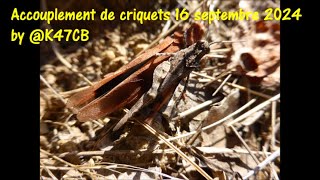 Accouplement de criquets 16 septembre 2024 by K47CB [upl. by Adah]